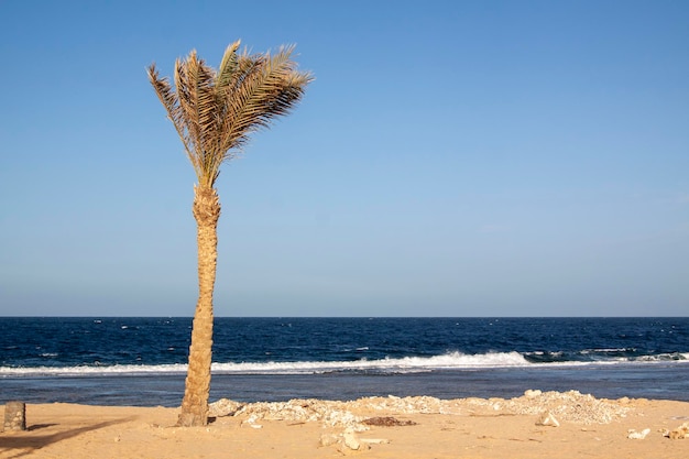 Foto palm fica na praia de areia perto do mar