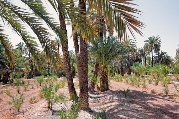 Palm Grove em Elche, Espanha.