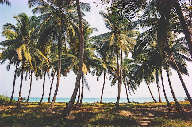 Palm grove na costa do oceano índico