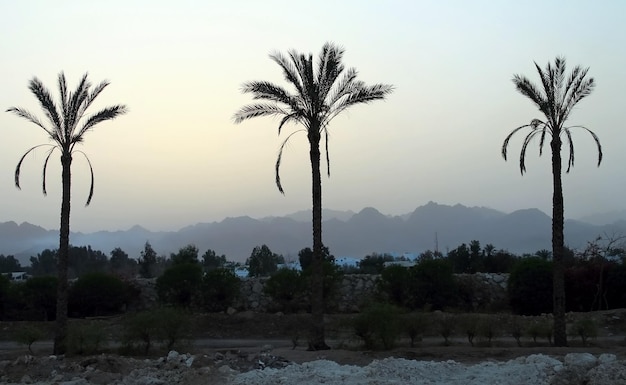 Palm Ägypten Horizont