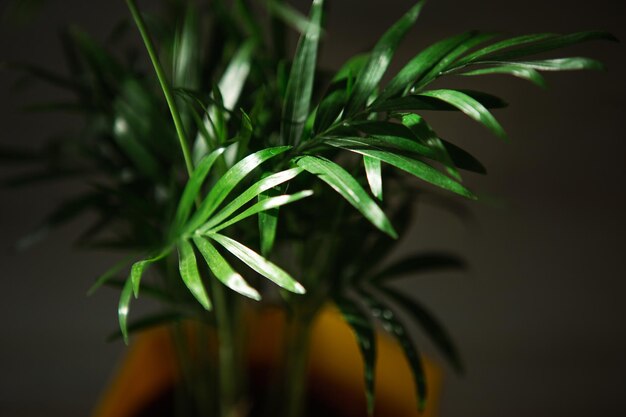 Palm hamedorea bamboo em uma casa de pote plantas closeup Hovea tropical plant care e cultivo