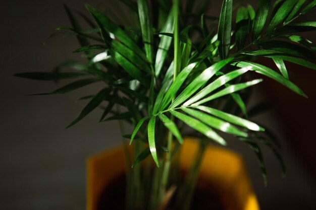 Foto palm hamedorea bambú en una casa de macetas plantas de primer plano cuidado y cultivo de plantas tropicales hovea