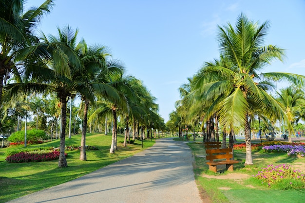 Palm jardim e flor de primavera no caminho parque com palmeira crescente e azul céu