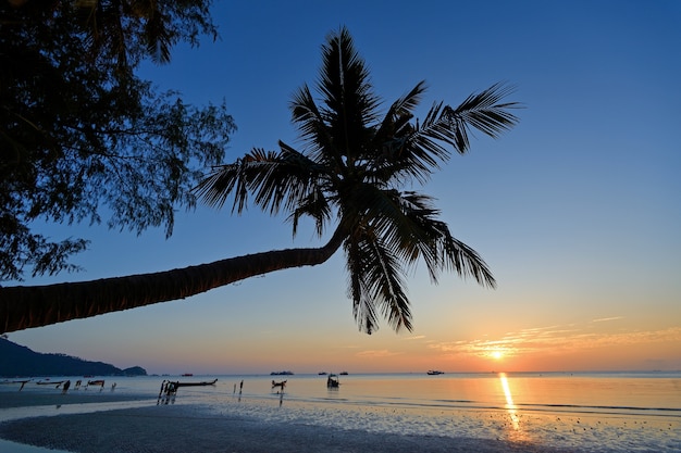 Palm koh tao