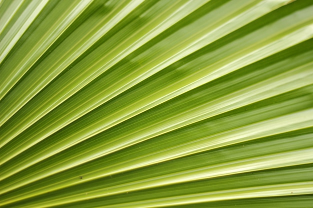 Foto palm leaf textur.