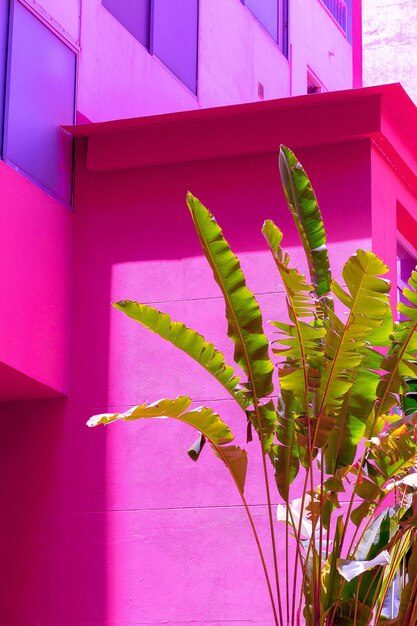 Palm na parede de fundo rosa. Plantas no conceito de moda rosa