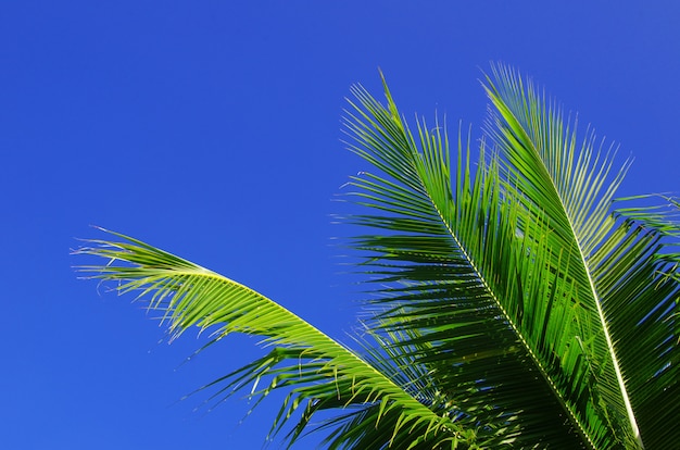 Palm no céu azul