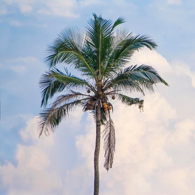 Palm no fundo do céu e nuvens