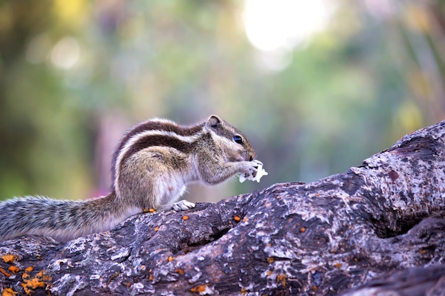 Palm Squirrel o Rodent o también conocida como la ardilla de pie firmemente en el tronco del árbol con un bonito