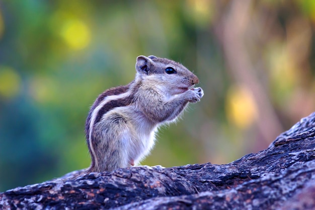 Palm Squirrel o Rodent o también conocida como la ardilla de pie firmemente en el tronco del árbol con un bonito