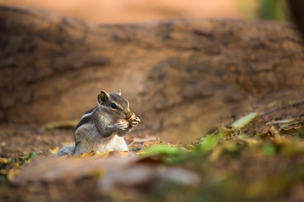 Palm Squirrel o Rodent o también conocida como la ardilla de pie firmemente en el tronco del árbol