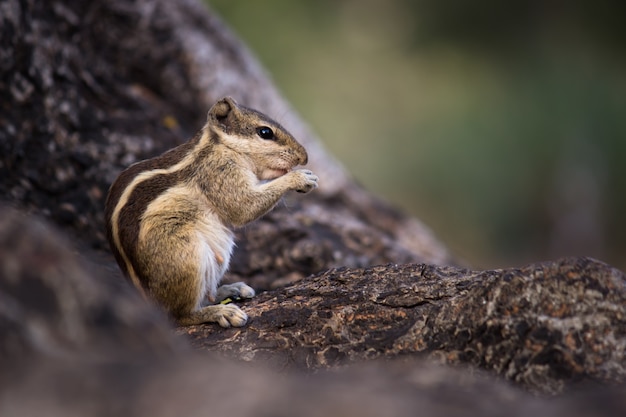 Palm Squirrel o Rodent o también conocida como la ardilla de pie firmemente en el tronco del árbol