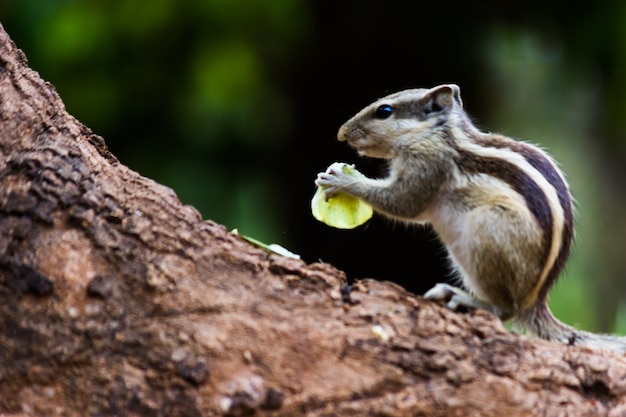 Palm Squirrel o roedor o también conocida como la ardilla listada sentada en el tronco del árbol