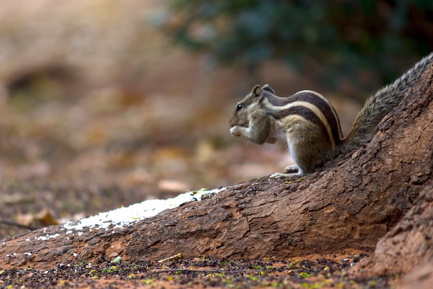 Palm Squirrel or Roedor ou também conhecido como o chipmunk firmemente no tronco da árvore