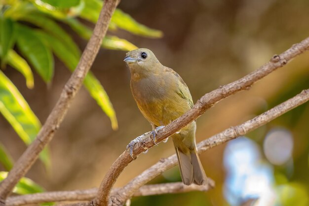 Palm Tanager Ave de la especie Thraupis palmarum