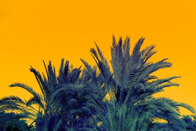 Palm Tops auf orange Sonnenuntergang Himmelshintergrund