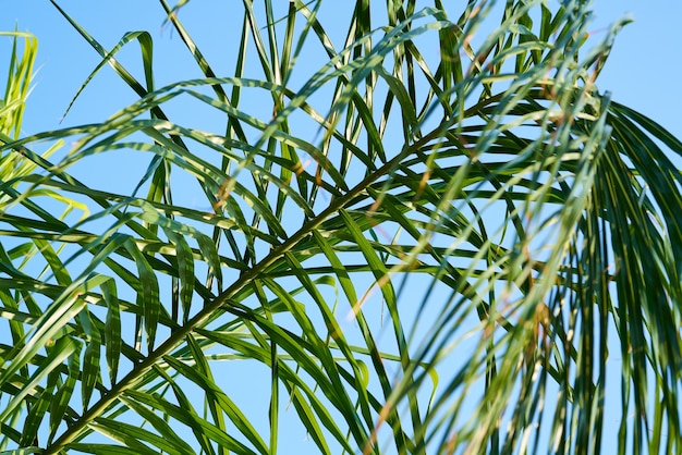 Palm Tree Leaves