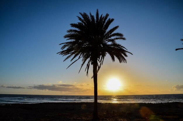 Palm Tree Silhouette bei Sonnenuntergang auf den Kanarischen Inseln