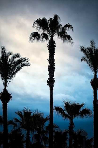 Palm Trees Silhouette und die Wolken dahinter im Nachmittagslicht