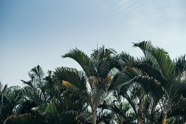 Palm verlässt Wald mit Wolkenhimmel