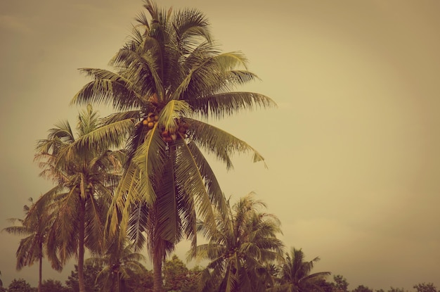 Palm vintage