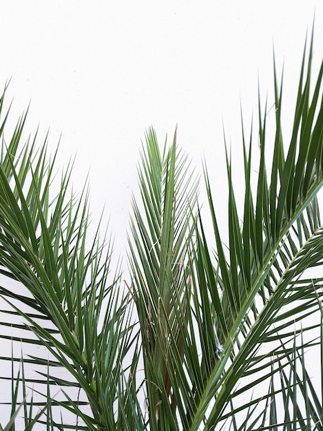 Palma à moda na parede branca Fundo estético mínimo da planta