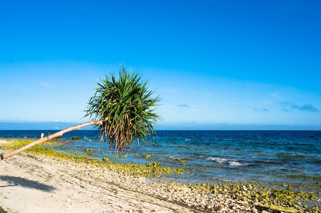 Palma, aber der Hintergrund von blauem Meer und weißem Sand und Steinen, Philippinen