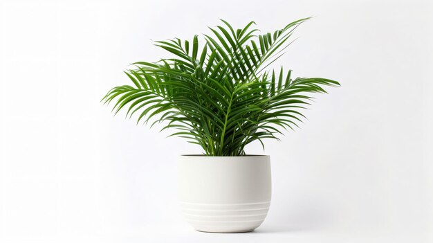 Foto palma de areca decorativa plantada