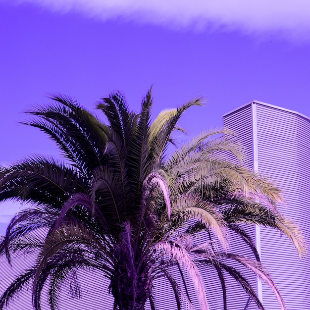 Palma. Arte creativo minimalista púrpura