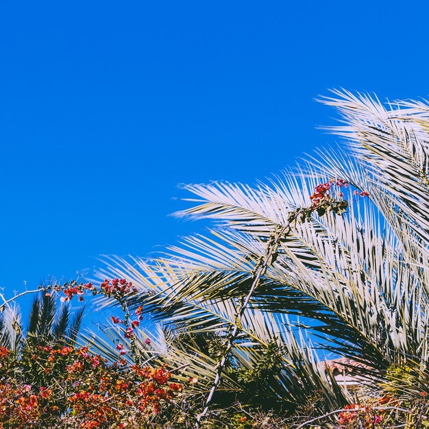 Palma. Arte de la naturaleza tropical. Isla canario.