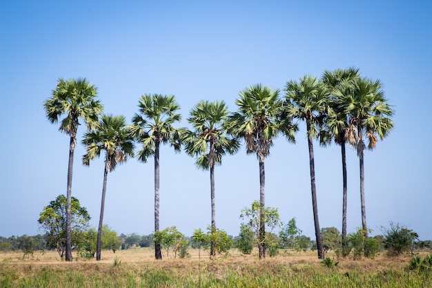 palma de azúcar con campo de arroz