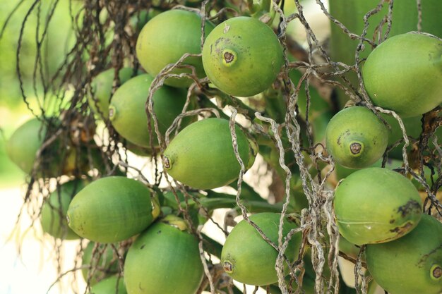 Foto palma de betel en el árbol