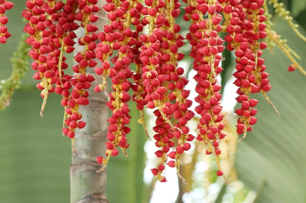 Palma de betel en árbol