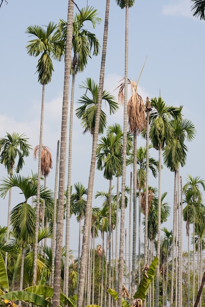 Foto palma de betel