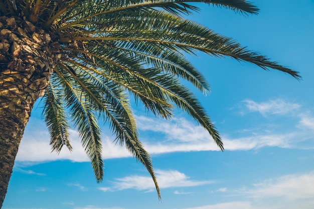 Palma con cielo azul en el fondo hora de verano