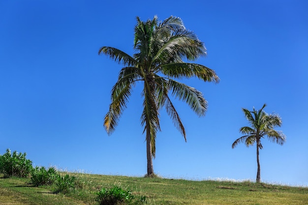 Palma de coco en cielo despejado