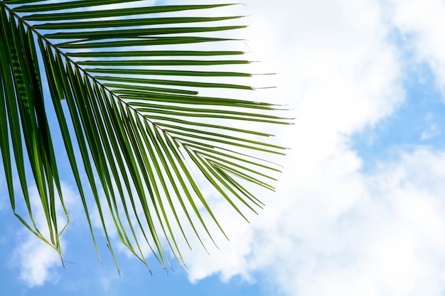 Palma de coco deja en el cielo azul