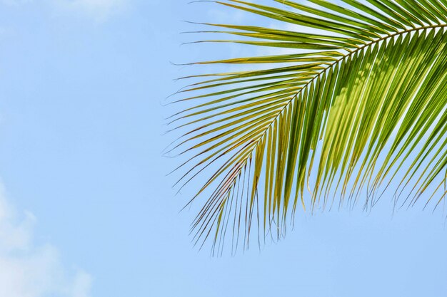 Palma de coco deja en el cielo azul