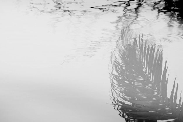 Palma de coco deja perfecto reflejo en el agua