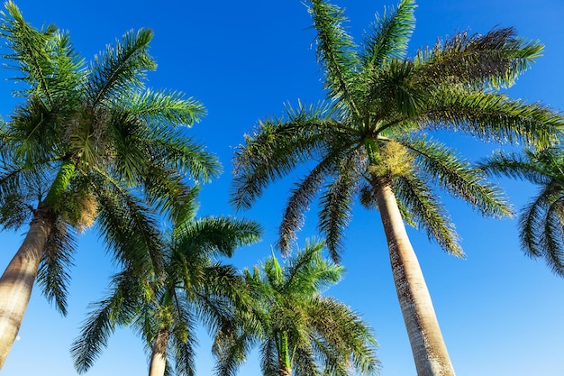 Palma contra um céu azul