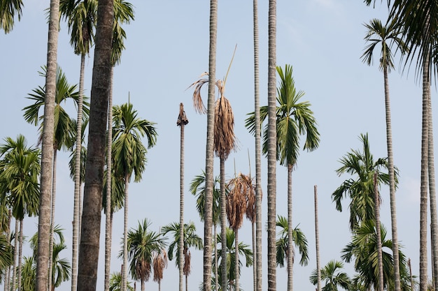 Foto palma de betel