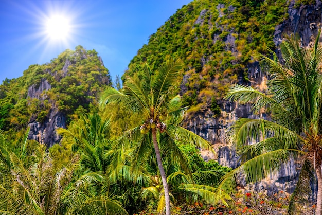 Palma de coco com cocos com um céu azul Railay beach west A