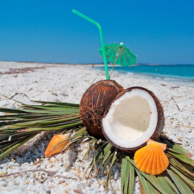 Palma de coco e conchas à beira-mar