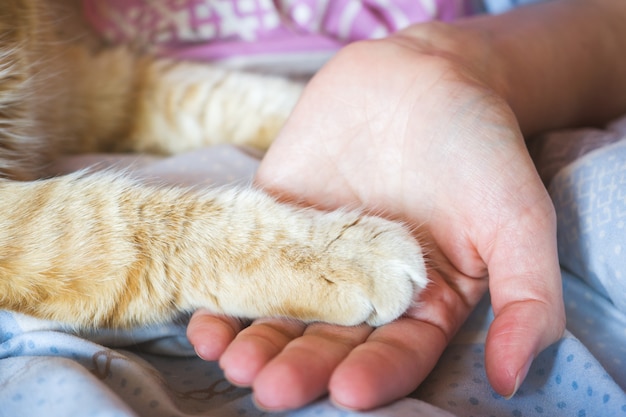 La palma femenina sostiene la pata de un gato rojo.