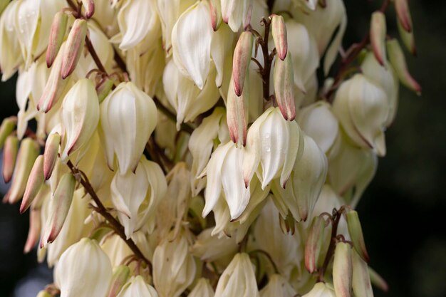 Palma floreciente de yuca filamentosa con muchas flores blancas