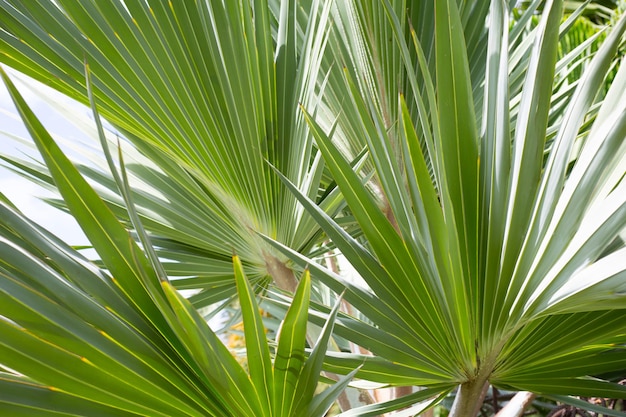 Palma con hermosas hojas verdes