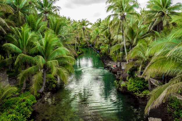 Palma inclinada no rio maasin, siargao