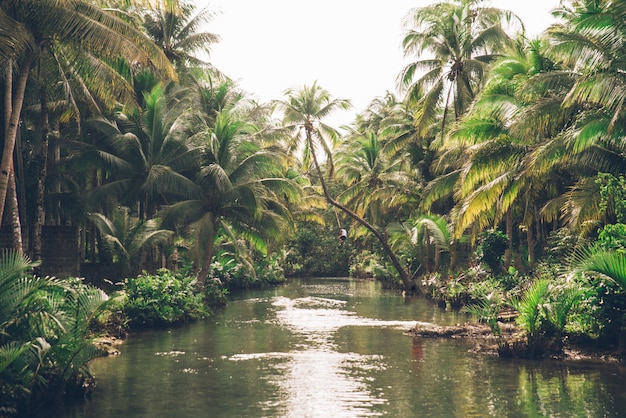 Palma inclinada en el río Maasin, Siargao