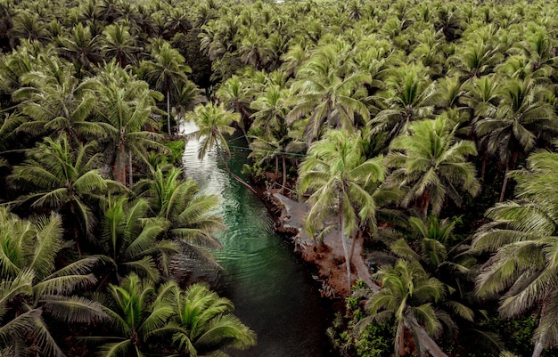 Palma inclinada en el río Maasin, Siargao