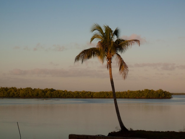 Una palma en la isla Chokoloskee.